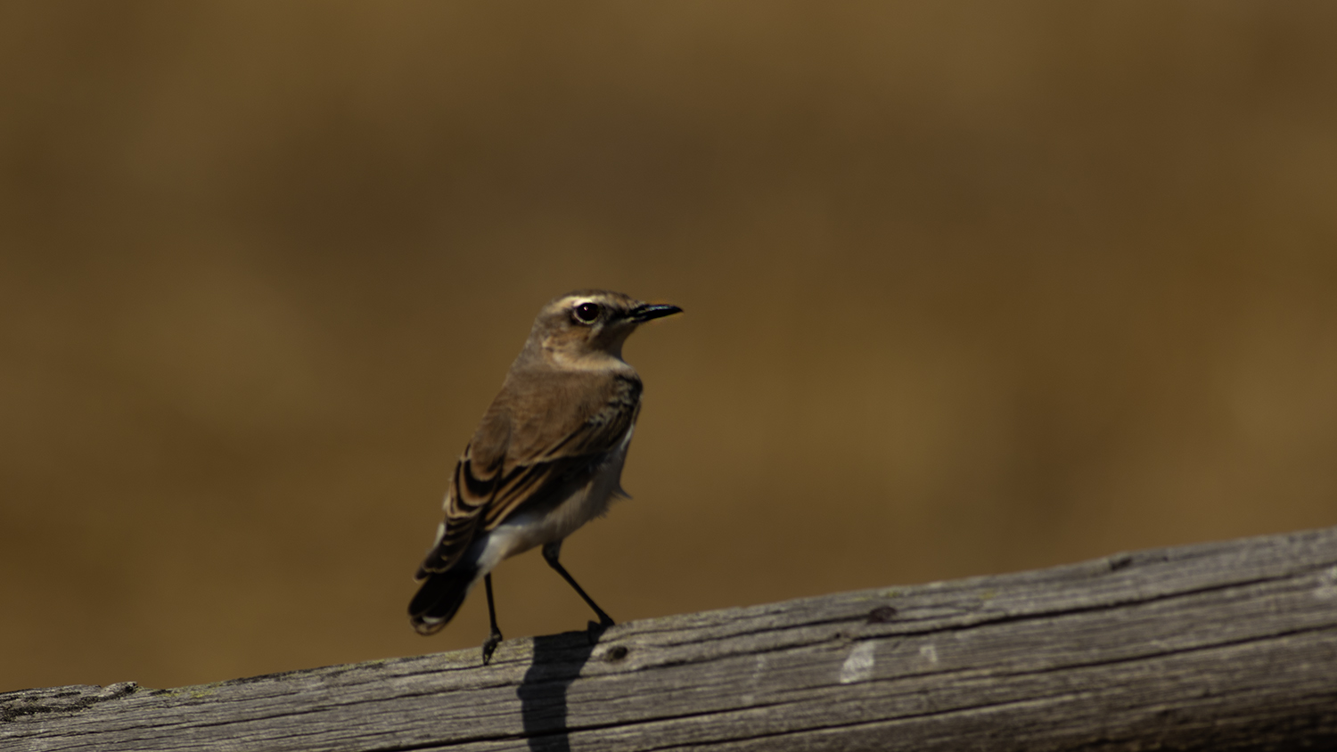 Isabelline Wheatear